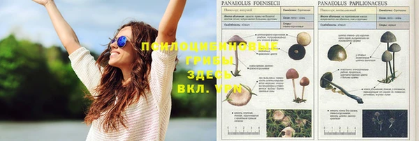 Альфа ПВП Белокуриха